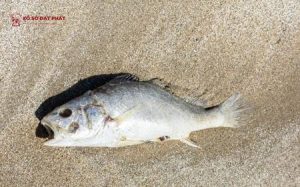Bí mật con số may mắn ẩn chứa trong giấc mơ thấy cá chết đang chờ bạn khám phá!