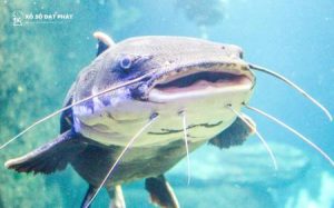 Mơ thấy cá trê – Giấc mơ tưởng chừng vô nghĩa nhưng lại ẩn chứa nhiều điềm báo