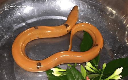 Nằm mơ thấy lươn vàng